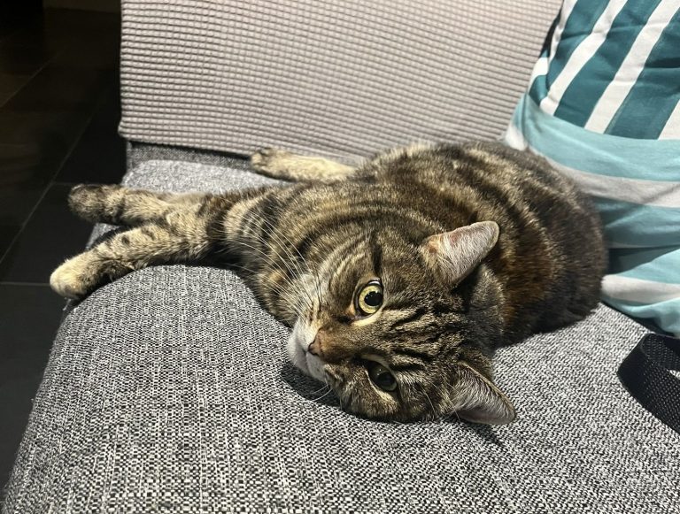 51bddbfb d1fb 4b66 a2dc 2e921bafadde 768x581