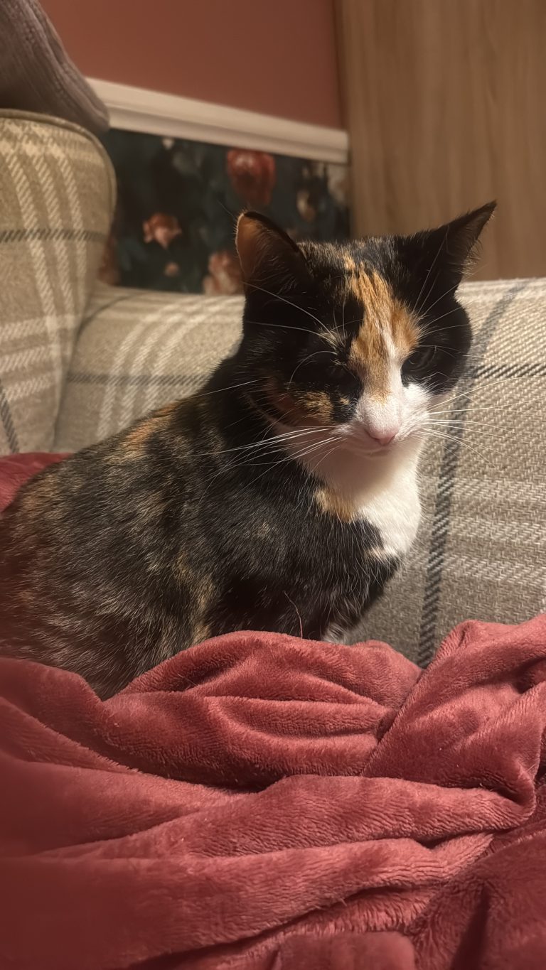 AFA3F158 90C6 48F1 9E5B 0036E10DF2CC 768x1365